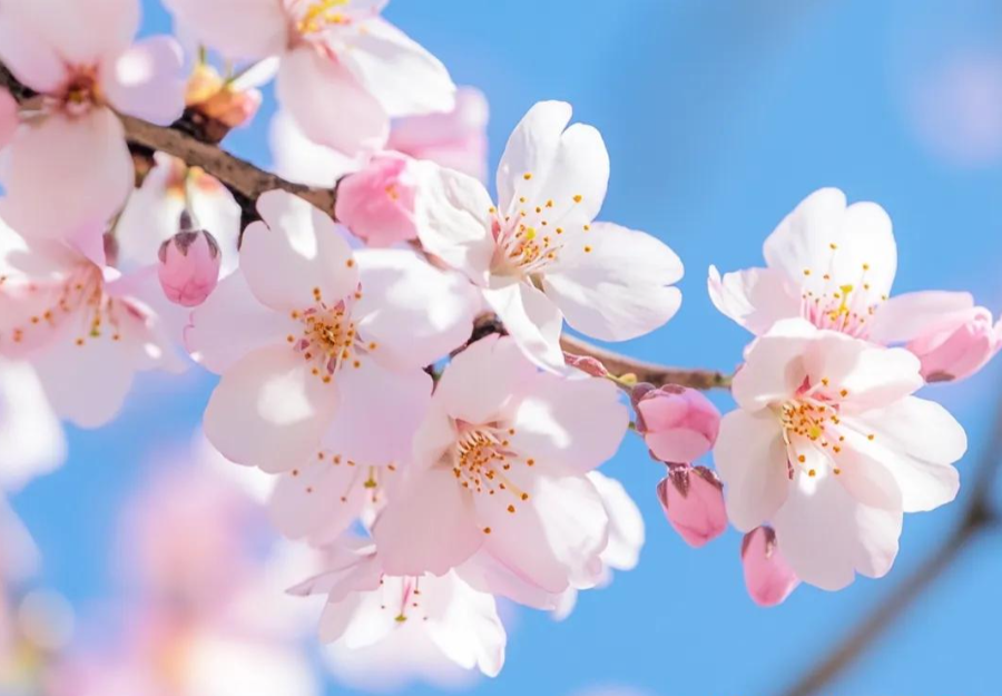 三月三上巳节 | 文化传承与金谷田数码印刷的创新融合