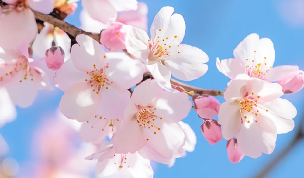 三月三上巳节 | 文化传承与金谷田数码印刷的创新融合